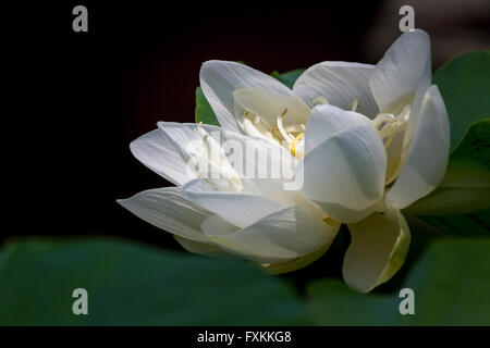 Lotus flower, Chau Doc, Vietnam Stock Photo