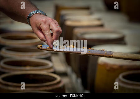 Tourist trying soy beans in the process of fermentation into soy sauce; Mekong Delta, Vietnam Stock Photo