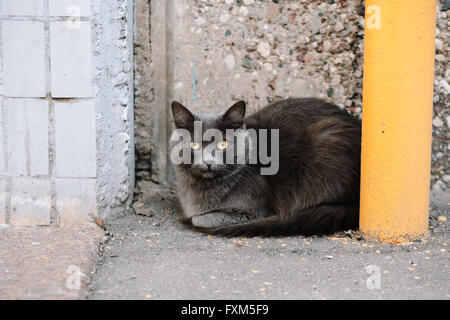 Closeup of a tabby cat looking back with an angry face Stock Photo by  wirestock