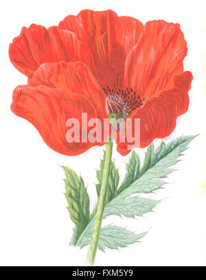 BOTANICAL: Oriental Poppy: garden flower, antique print 1890 Stock Photo