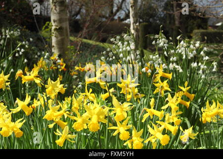 Silver birch trees (betula pendula) underplanted with daffodils (narcissus) and summer snowflakes in a British spring garden, UK Stock Photo