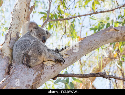 Koala sitting and sleeping in eucalyptus tree on Magnetic Island, Queensland, Australia Stock Photo