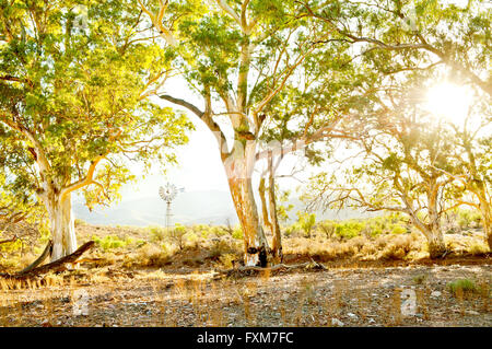 Sun shining through River Red Gums in Flinders Ranges. Stock Photo
