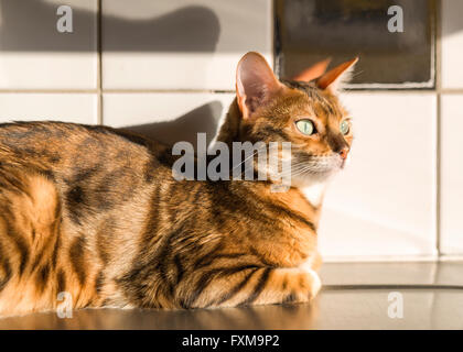Female Bengal cat relaxing in the warmth from the sunlight on kitchen counter  Model Release: No.  Property Release: Yes (cat). Stock Photo