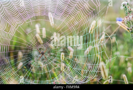 Photo of morning light rainbow colour refraction on the web of Golden Orb spider Stock Photo