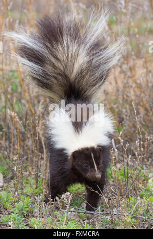 Skunk New Mexico USA Stock Photo - Alamy