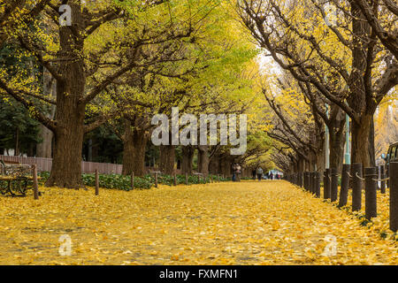 Ginkgo Trees in Autumn, Tokyo, Japan Stock Photo