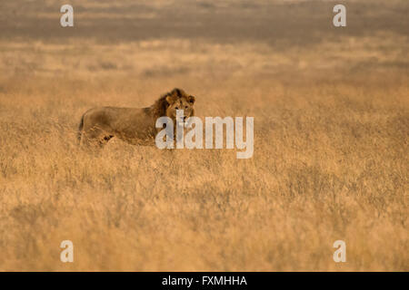 Masai male lion at the Serengeti National Park July 9, 2014 in Tanzania. Stock Photo