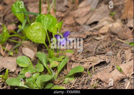 Wild viola flower among dry leaves in spring forest Stock Photo