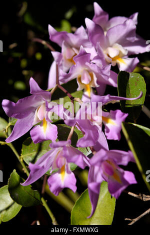 Purple flowered orchid epiphyte growing in an orange tree on a coffee plantation Stock Photo