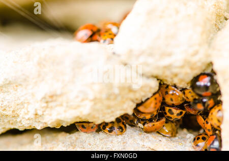 Large group of Harlequin ladybirds (Harmonia axyridis). Invasive ladybirds emerging from a crack in rocks on a sunny spring day Stock Photo