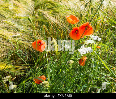 Blooming poppy, Papaver rhoeas, on the edge of a barley field Stock Photo