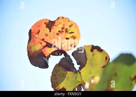 Seagrape Leaves in Bright Sun Stock Photo