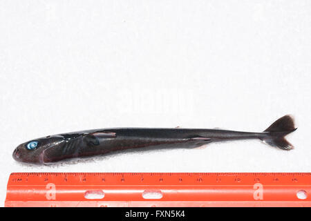 pygmy shark, Euprotomicrus bispinatus (c), one of the smallest species of sharks; this specimen about 15 cm) long; Hawaii Stock Photo