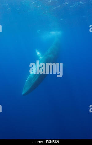 Fin whale, Balaenoptera physalus, underwater view, Atlantic Ocean, The ...