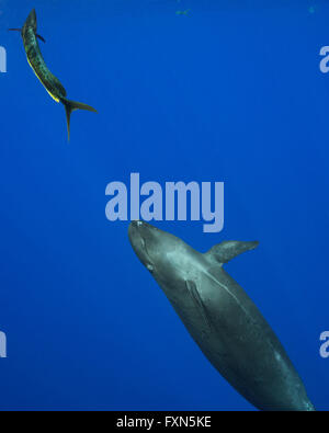 pseudorca, or false killer whale, Pseudorca crassidens, pursuing frightened dorado, mahi-mahi, mahimahi, mahi mahi, or dolphin Stock Photo