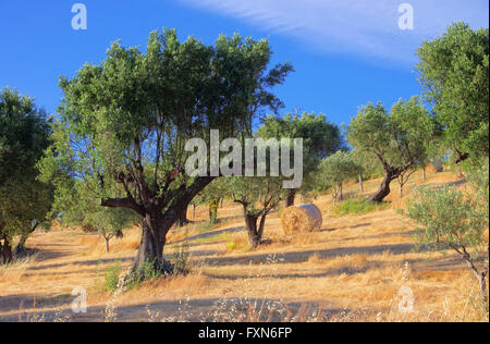 Olivenhain in Kalabrien - olive grove in Calabria 04 Stock Photo