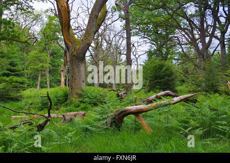 Urwald Sababurg in Deutschland - ancient forest of Sababurg in Germany Stock Photo