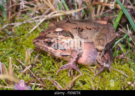 Couple of Italian agile frogs (Rana latastei) moving from the breeding pond, Friuli, Italy Stock Photo