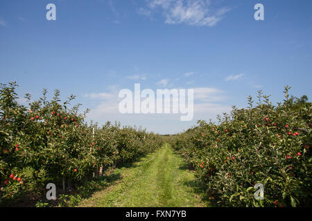 Apple orchard in Prince Edward County, Ontario. Stock Photo