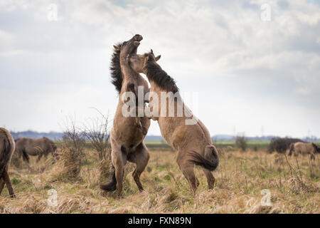 Wild Konik horses on Wicken Fen in Cambridgeshire Stock Photo