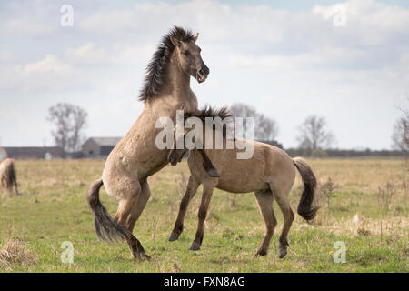 Wild Konik horses on Wicken Fen in Cambridgeshire Stock Photo