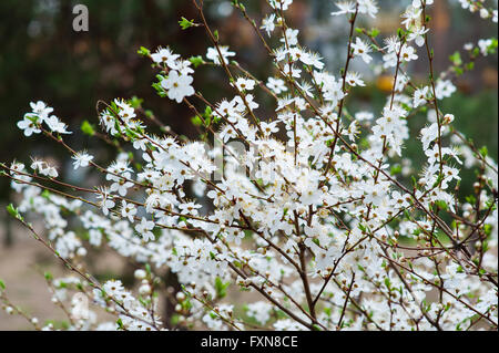 Spring flowering cherry tree in the garden Stock Photo