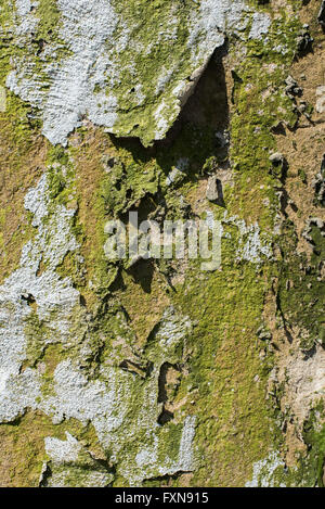 Lichen covered peeling paint Stock Photo
