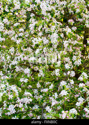 Pink apple blossom background. Tree in full  bloom. Stock Photo