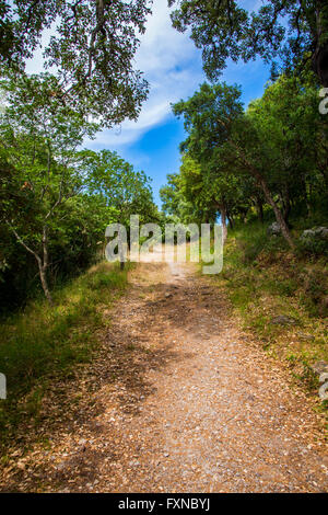 Forest trail in the mountains of Sicily Stock Photo