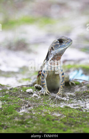 leiolepis reptile it is colorful color in nature. Leiolepis belliana. Stock Photo