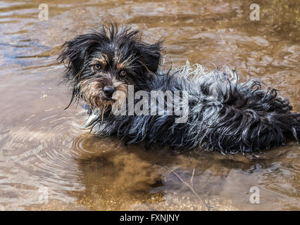 Cute dog playing in a puddle close up. Stock Photo