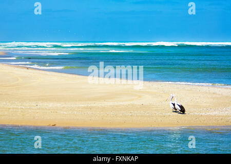 Two Australian Pelicans (Pelecanus conspicillatus), on The Coorong National Park, South Australia. It is a Ramsar Site. Stock Photo