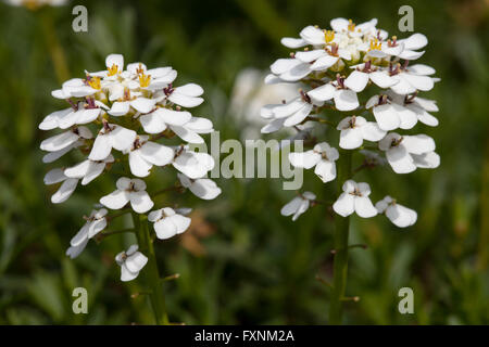 Evergreen candytuft (Iberis sempervirens), prevalent in Mediterranean area Stock Photo