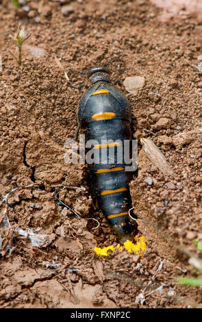 Red-striped Oil Beetle, Berberomeloe majalis, laying eggs in soil, Andalusia, Spain. Stock Photo