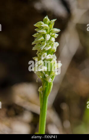 Dense-flowered Orchid, Neotinea maculata, Andalusia, Spain. Stock Photo