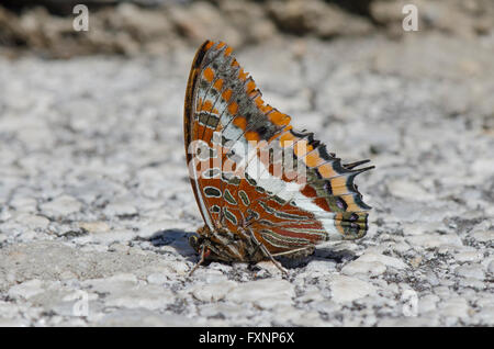 Two-tailed Pasha, butterfly, Foxy Emperor (Charaxes jasius) on tarnac surface, Andalusia, Spain. Stock Photo