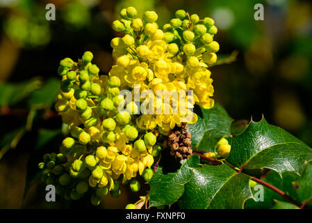 Mahonia aquifolium, the Oregon grape, is staring to bloom with its lovely and colorful, yellow flowers. Stock Photo