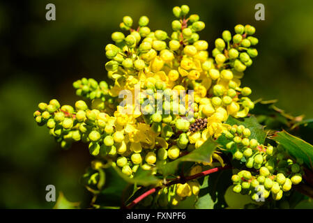 Mahonia aquifolium, the Oregon grape, is staring to bloom with its lovely and colorful, yellow flowers. Stock Photo
