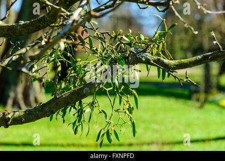 Viscum album, the European mistletoe or common mistletoe. Here seen on an apple tree in early spring. Stock Photo