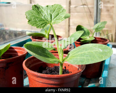 A young courgette (Zucchini) plant in showing first true leaves and the pair of seed leaves or cotyledon. Stock Photo