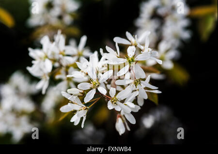 Amelanchier canadensis Rosaceae Juneberry Shadbush Snowy Mespilus Stock Photo