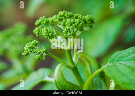 Young Hydrangea anomala Petiolaris flower buds. Stock Photo