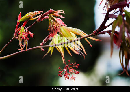 Acer palmatum Osakazuki in early spring.Japanese maple. Stock Photo