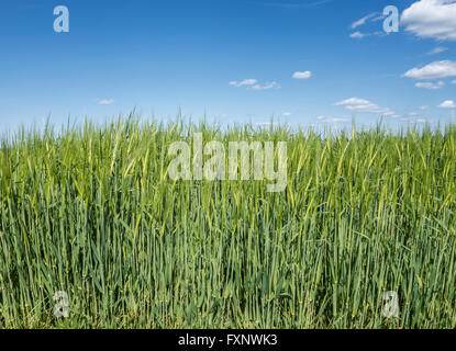Young green barley Stock Photo