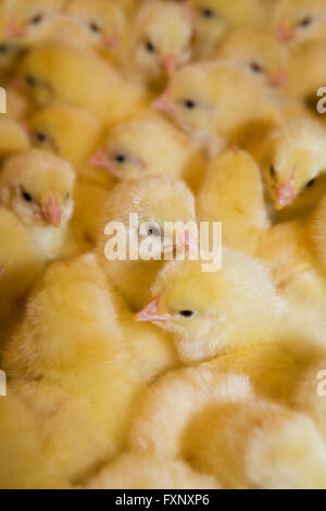 Yellow chickens on a modern poultry farm Stock Photo