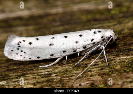 Apple ermine (Yponomeuta malinellus). White insect with black spots in the family Yponomeutidae, showing distinctive pattern Stock Photo