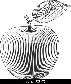 Vector illustration of an apple in engraving style on transparent background Stock Vector