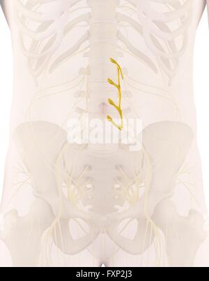 Illustration of Spinal Nerves Stock Photo - Alamy