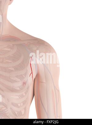 Human shoulder artery, computer illustration. Stock Photo